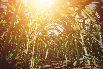 The concept of an agricultural farm, with abundant corn leaves, is a beautiful scenery at sunset on the farm.
