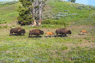 Fototapeta na wymiar Herd of wild bison's in the meadow in the Yellowstone National Park in WY, USA