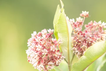 Fotobehang Native variety of tall stemmed milk weed plant, with large cluster of florets and a bunch of leaves at the top, this butterfly and pollinator attracting flower is a vital food source for them  © _ _