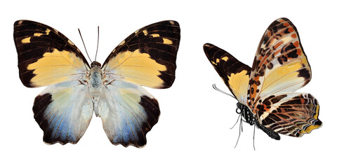 Naklejka premium Beautiful butterfly isolated on white background