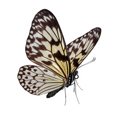 Fototapeta na wymiar Beautiful butterfly isolated on white background