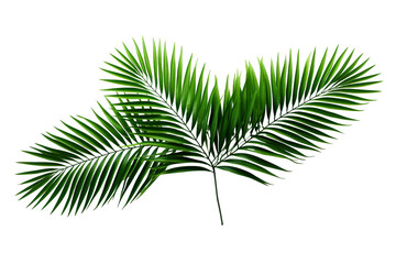 lush green curved palm leaves on isolated white background PNG