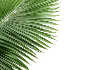 Obraz premium lush green curved palm leaves on isolated white background PNG