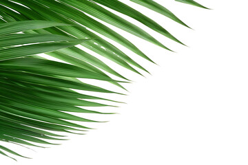 Obraz premium lush green curved palm leaves on isolated white background PNG