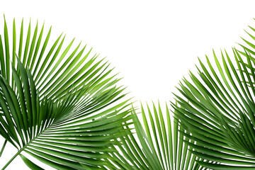 Obraz premium lush green curved palm leaves on isolated white background PNG