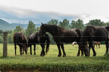 a small group of four large equestrian horses, dark black in color and gathering at the fence at...