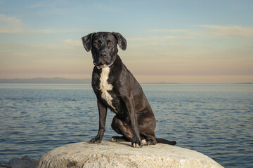 Black mixed breed dog sitting on rock by the ocean