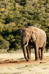 Fototapeta premium Strike a Pose - The African bush elephant is the larger of the two species of African elephant. Both it and the African forest elephant have in the past been classified as a single species.