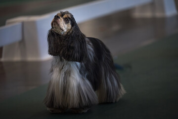 2021-07-11 A TRI COLORED COCKER SPANIEL LOOKING UP IN A SHOW RING WITH A BLURRED OUT BACKGROUND