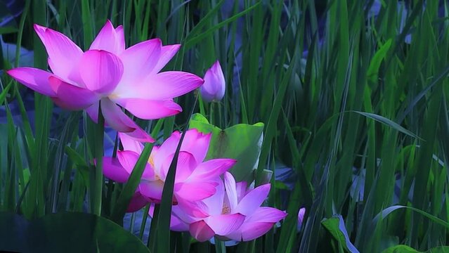 Fleur de Lotus &agrave; la surface de l'eau - Flower Horizontal Background