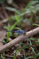 blue dragonfly on a green background