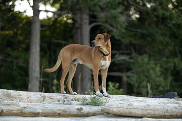 Large brown dog standing on log at the beach