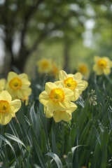 a picture of tulips in Korea
