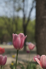 a picture of tulips in Korea