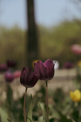 a picture of tulips in Korea