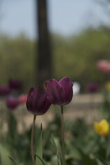 a picture of tulips in Korea