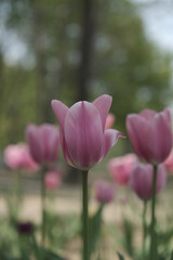 a picture of tulips in Korea
