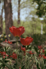 a picture of tulips in Korea