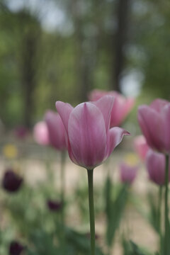 a picture of tulips in Korea
