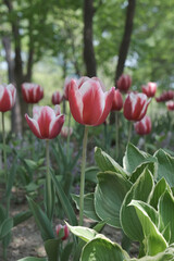 a picture of tulips in Korea