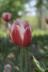 a picture of tulips in Korea