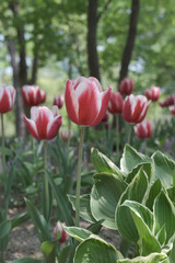 a picture of tulips in Korea
