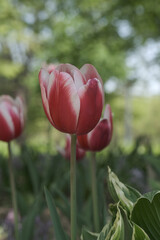 a picture of tulips in Korea