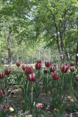 a picture of tulips in Korea