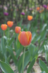 a picture of tulips in Korea