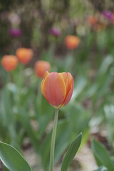 a picture of tulips in Korea