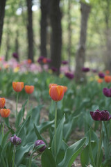a picture of tulips in Korea