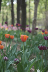 a picture of tulips in Korea