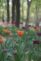 a picture of tulips in Korea