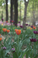 a picture of tulips in Korea