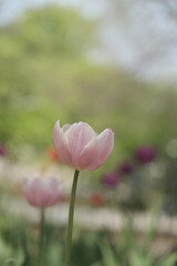 a picture of tulips in Korea