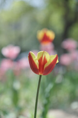 a picture of tulips in Korea
