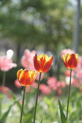 a picture of tulips in Korea