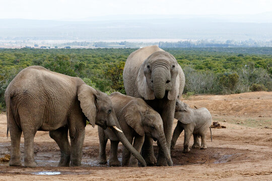 The Real African Bush Elephant family - The African bush elephant is the larger of the two species of African elephant. Both it and the African forest elephant have in the past been classified as a si