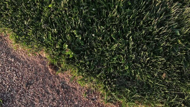 A Group of Small Western Toads Crawl Through Grass - Shallow DOF