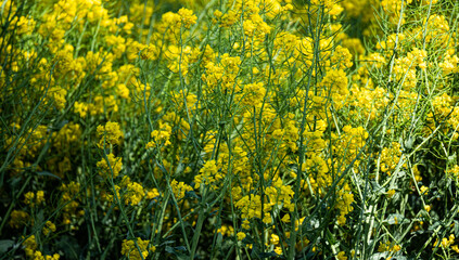 Rapeseed in the field. Flowering plants in spring. Farmland with blooming rapeseed plants.