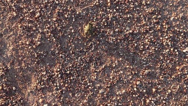 Western Toad Hops and Crawls Along the Ground - Shallow DOF