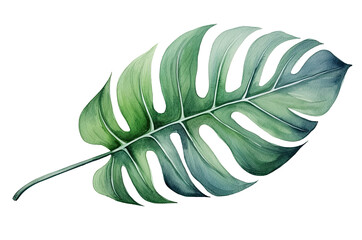 Watercolor illustration of a monstera tropical leaf isolated on transparent background, Generative AI