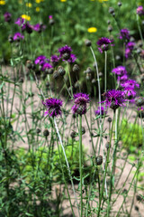 Purple flowers Cornflower (Centaurea jacea) in the summer meadow.