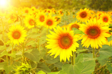 Obraz premium Bright yellow sunflowers on blurred sunny background