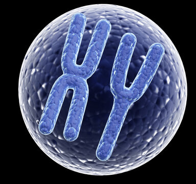 X and Y chromosomes in cell. Isolated on black  background. 3d render