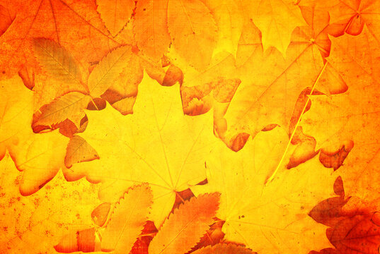 Grunge fall background with old paper texture and autumn leaves