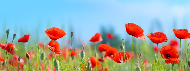 Obraz premium Flower meadow field background banner panorama - Beautiful flowers of poppies poppy Papaver rhoeas in nature, close-up. Natural spring summer landscape with red poppies and blue sky