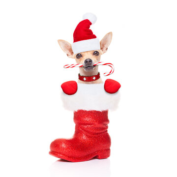 chihuahua dog with red  christmas santa claus hat  for xmas holidays inside a red boot
