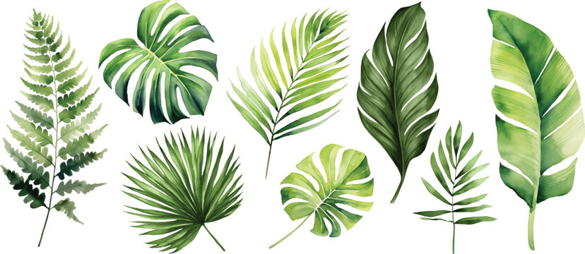 Fototapeta Exotic plants, palm leaves, monstera on an isolated white background, watercolor vector illustration  