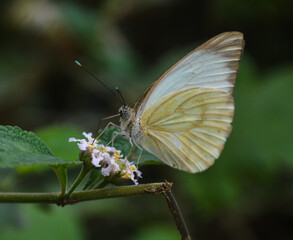 white butterfly on a flower